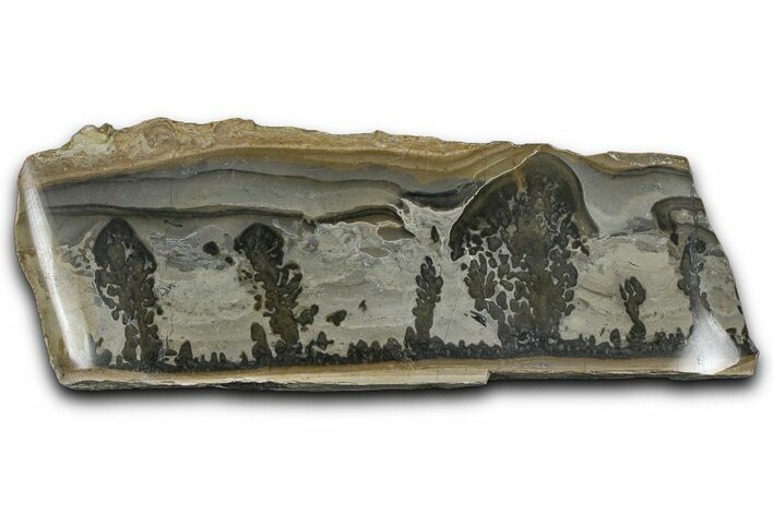 Triassic Aged Stromatolite Fossil - England #365709